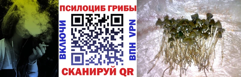 shop Telegram  блэк спрут ссылка  Дальнегорск  что такое   Галлюциногенные грибы мицелий 